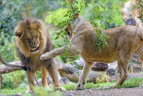 How to Resolve Fights in a Healthy Marriage?